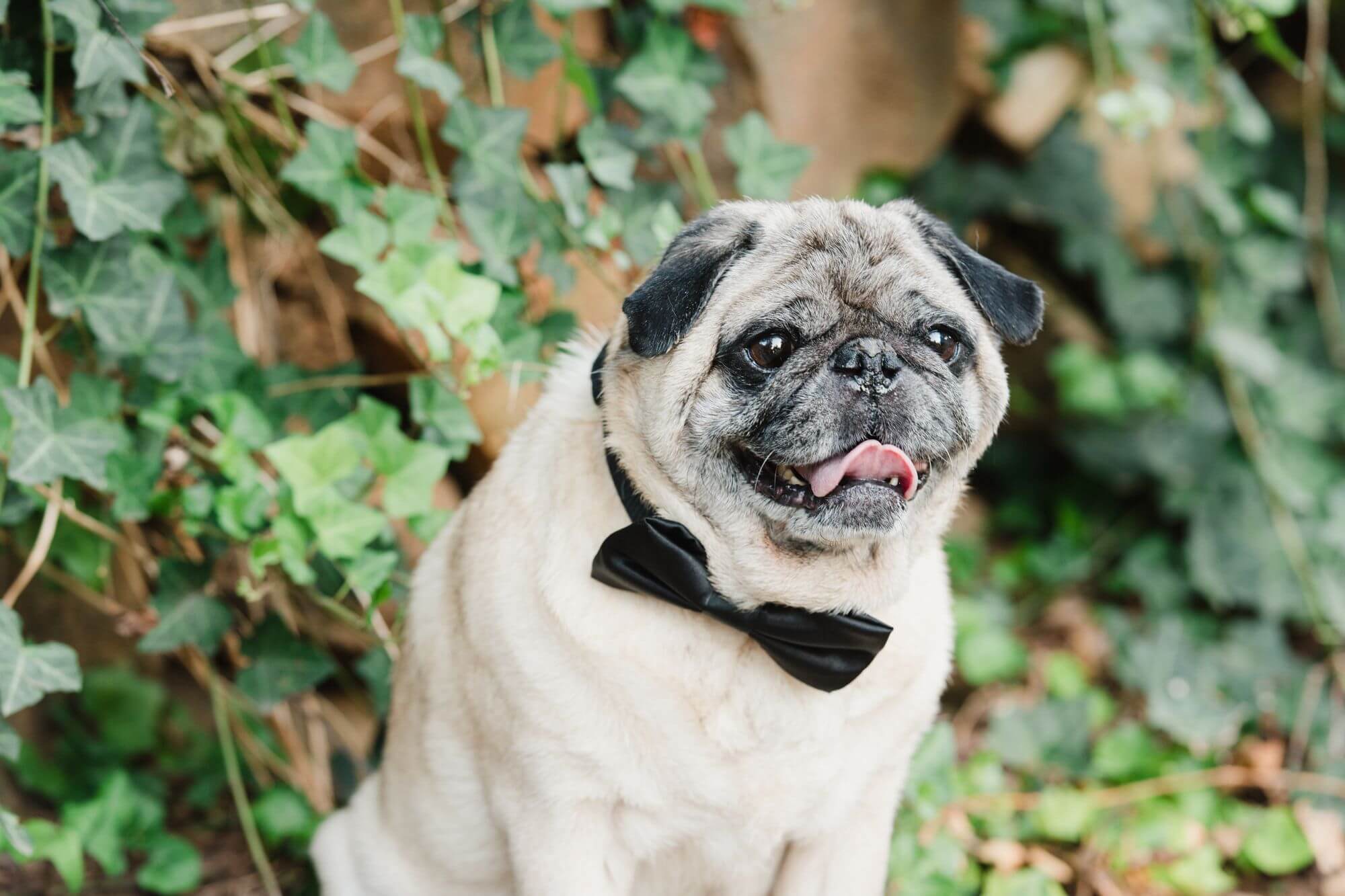 charlotte photographer pets at wedding