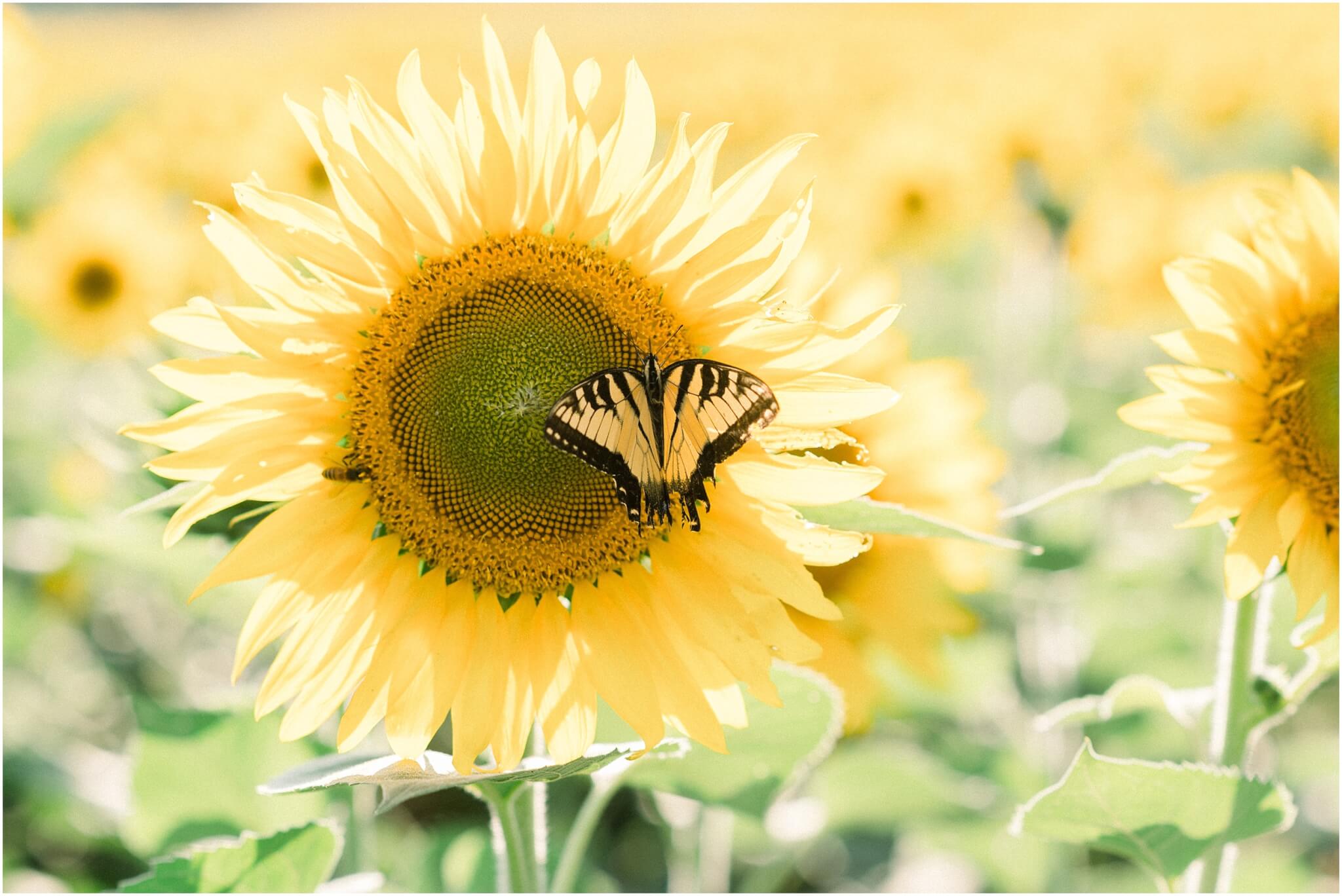 butterfly on sunflower, destination wedding photographer