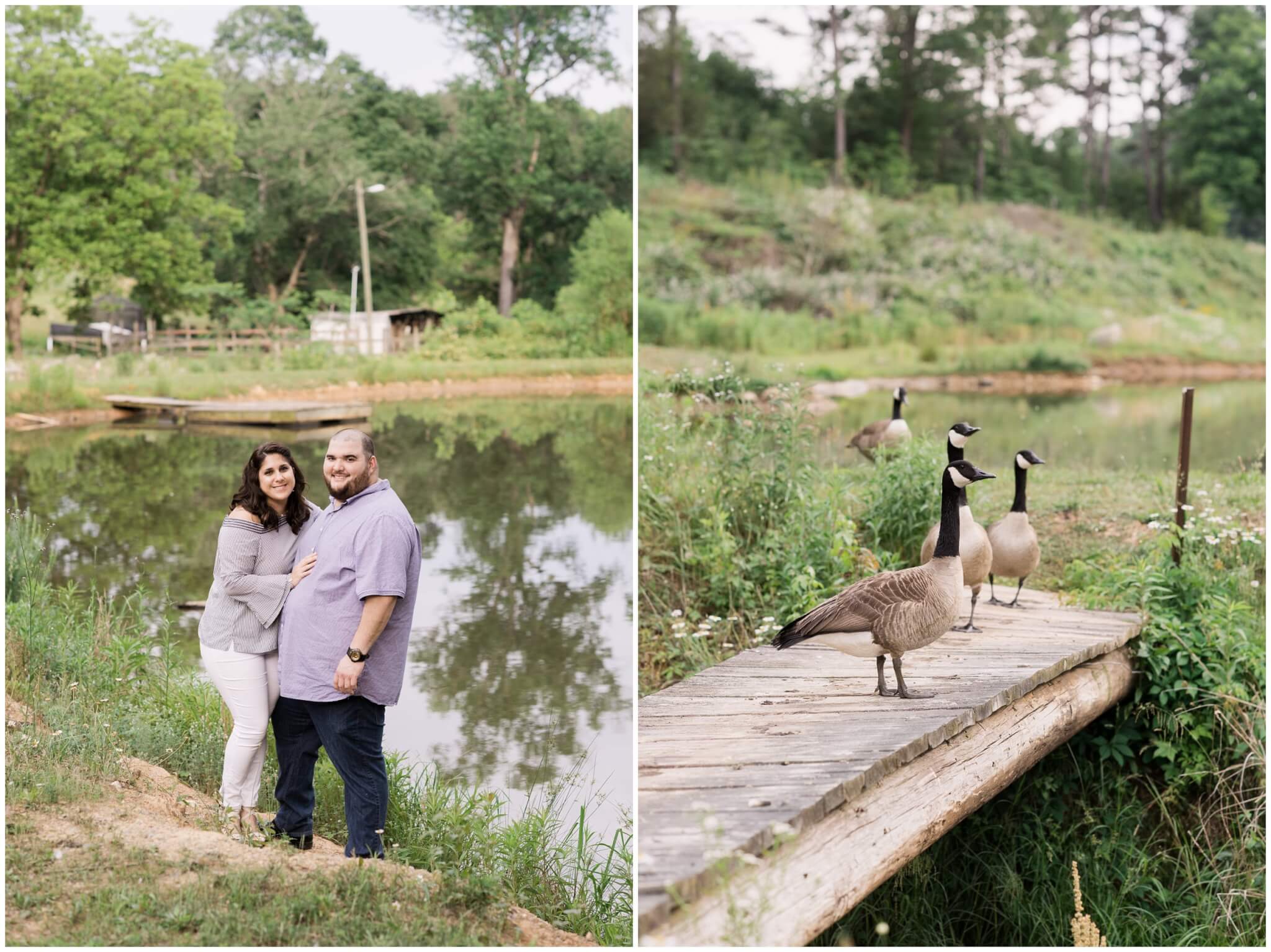 engaged couple on dock with geese